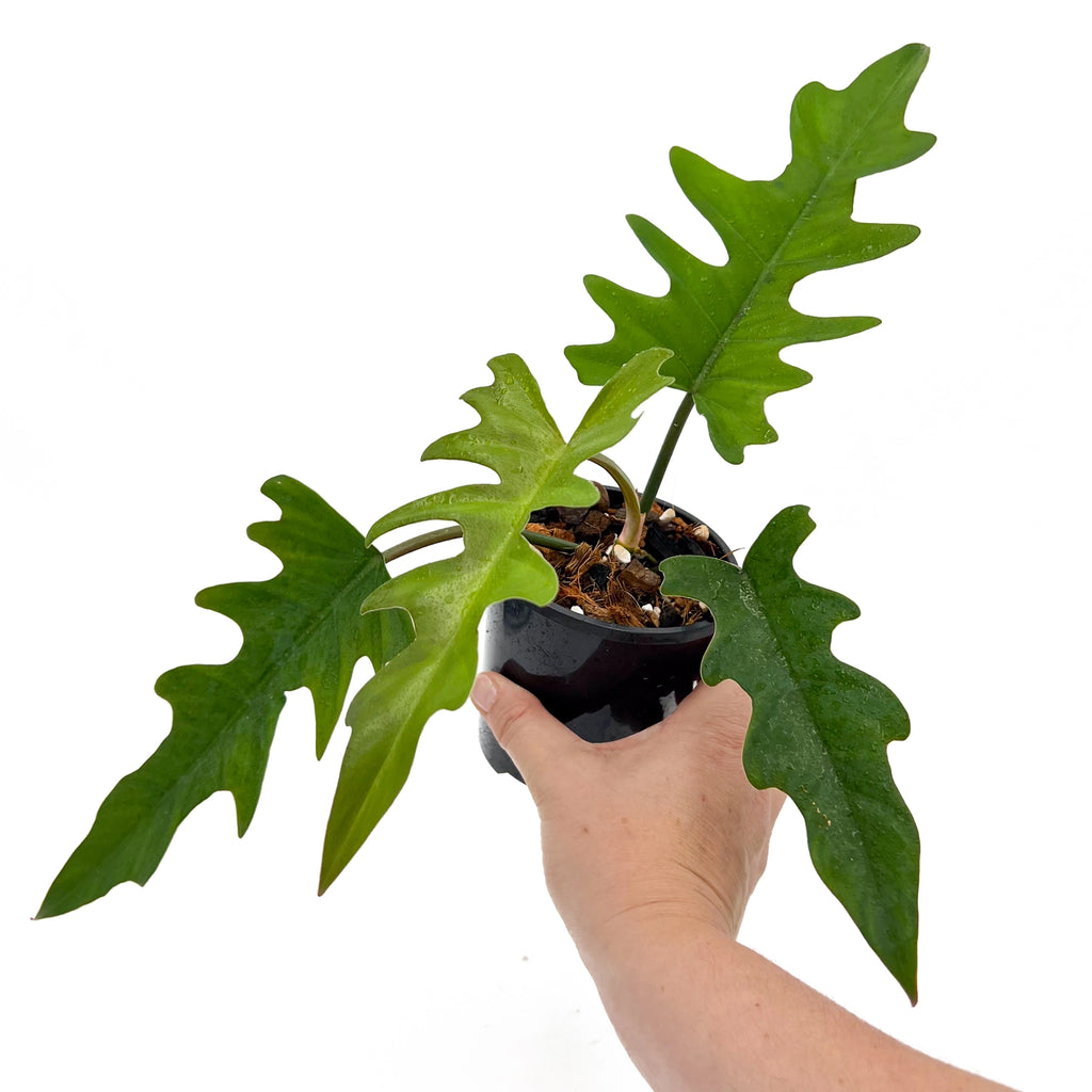 Philodendron 'Henderson's Pride' in hand, showcasing its unique serrated leaves, ideal for rare indoor plant collectors.