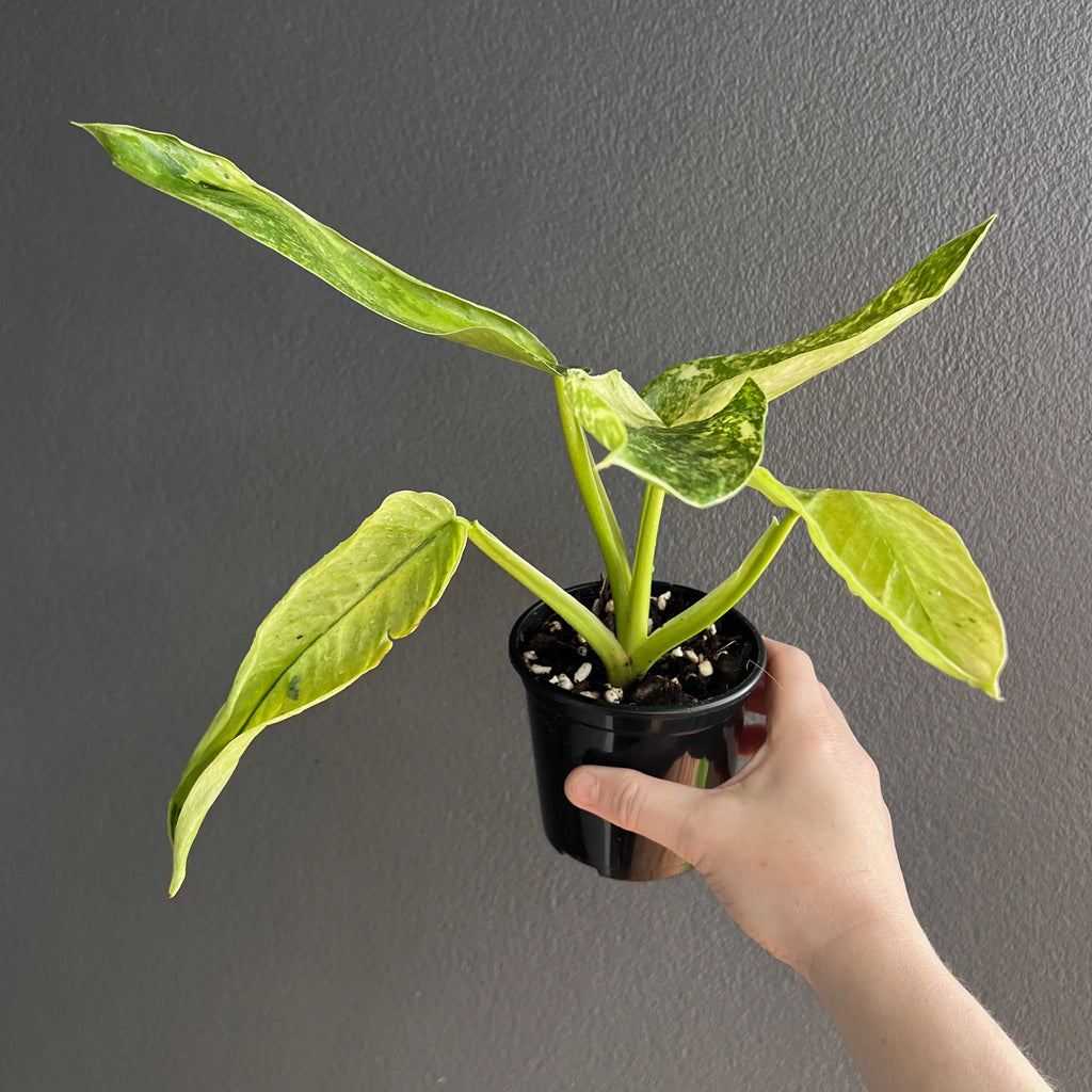 A Philodendron Jose Buono climbing variety, held up in a nursery pot, with elongated heart-shaped variegated leaves.