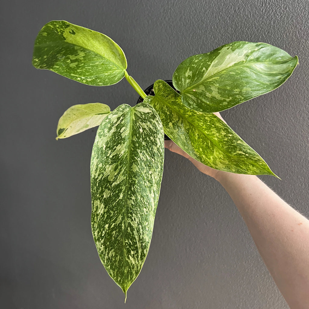 Hand holding a Philodendron Jose Buono plant, showing bold green leaves patterned with creamy white markings.