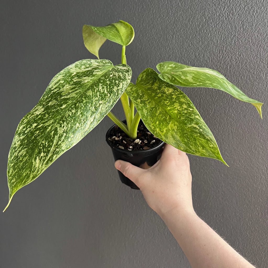 Close-up of a Philodendron Jose Buono plant, hand-held, with marbled variegated leaves in shades of green and white.