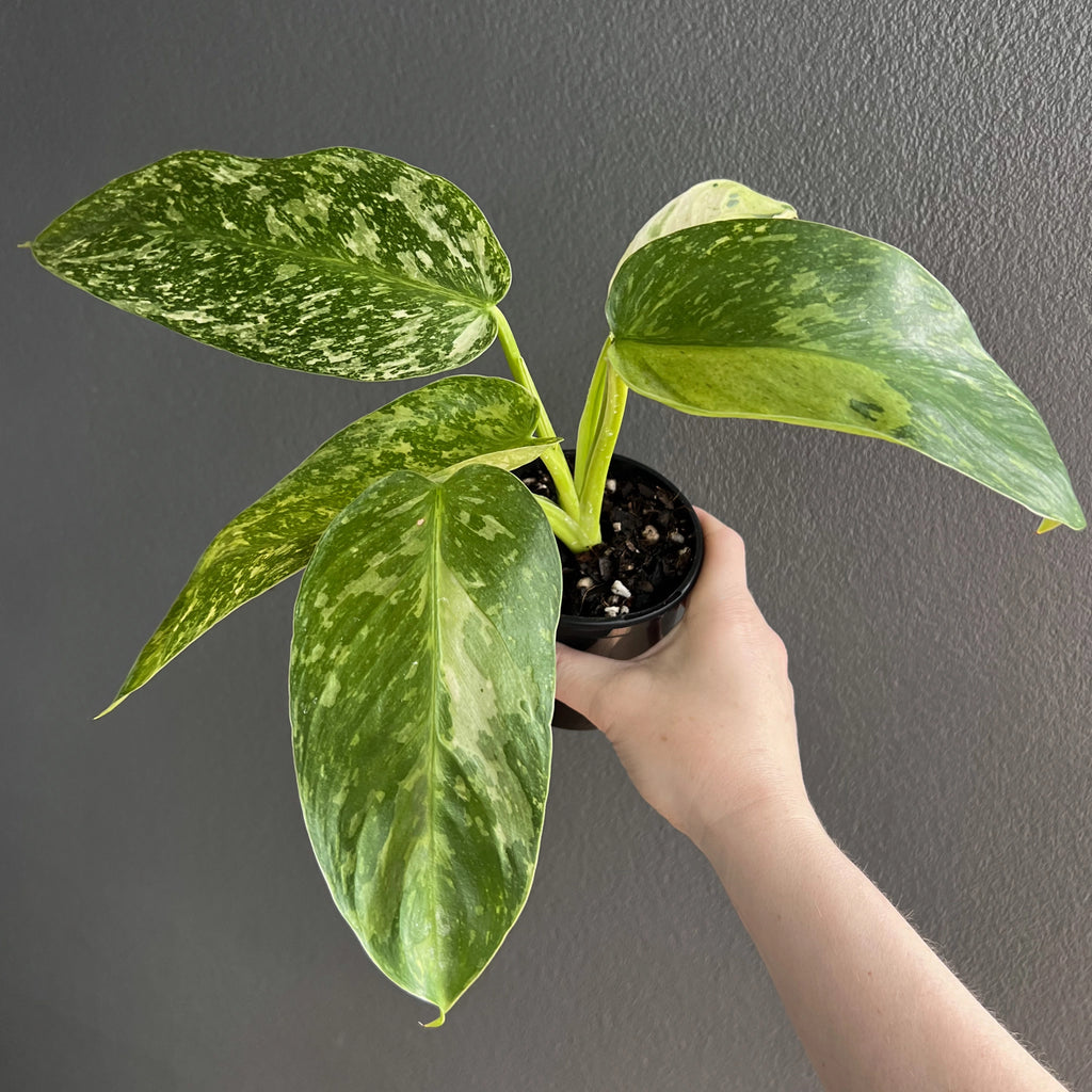 Philodendron Jose Buono variegated plant in a small pot, held up by hand, displaying large leaves with creamy streaks.