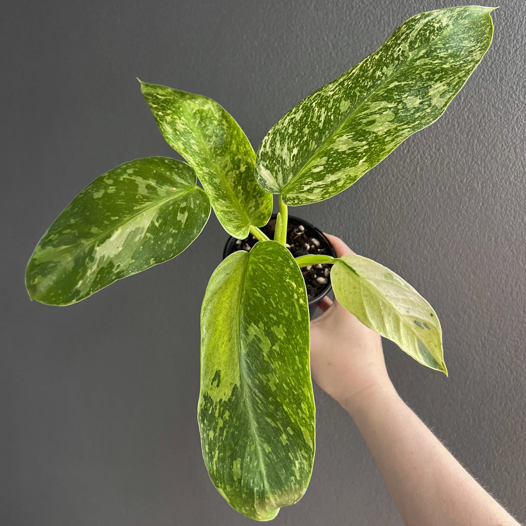 Philodendron Jose Buono variegated plant in a small pot, held up by hand, displaying large leaves with creamy streaks.