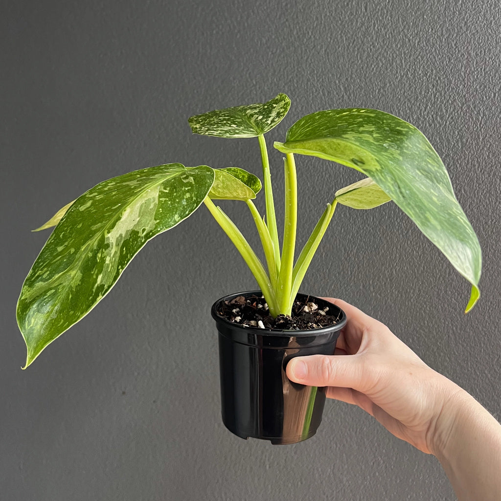 A collector Philodendron Jose Buono indoor plant, hand-held, showing striking white and green marbled foliage.