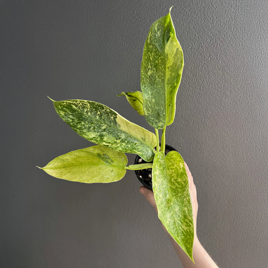 A hand holding a Philodendron Jose Buono in a black pot, showing large green leaves splashed with creamy white variegation.