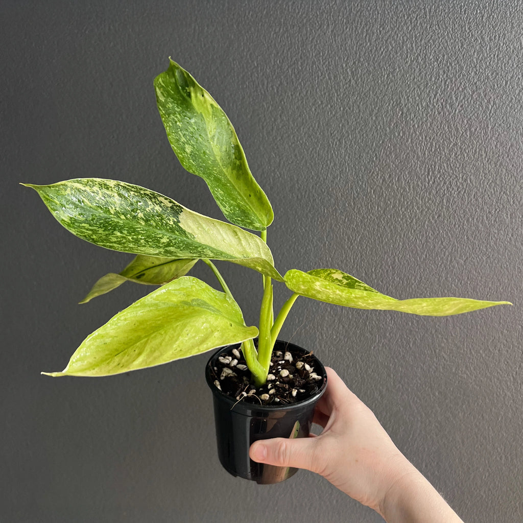 Philodendron Jose Buono with broad elongated leaves, held in a pot, patterned with bold white variegation.