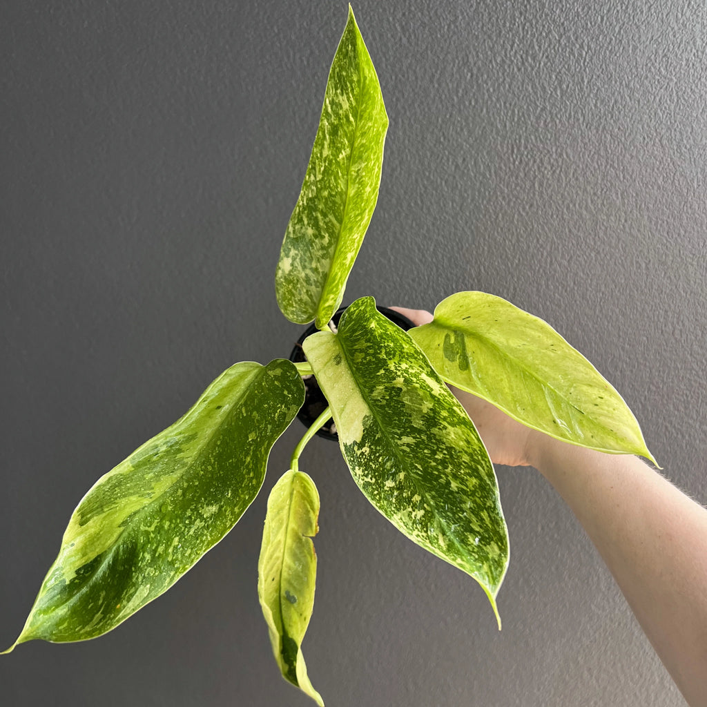 Rare Philodendron Jose Buono, hand-held, featuring tall stems and large leaves with splashes of white variegation.