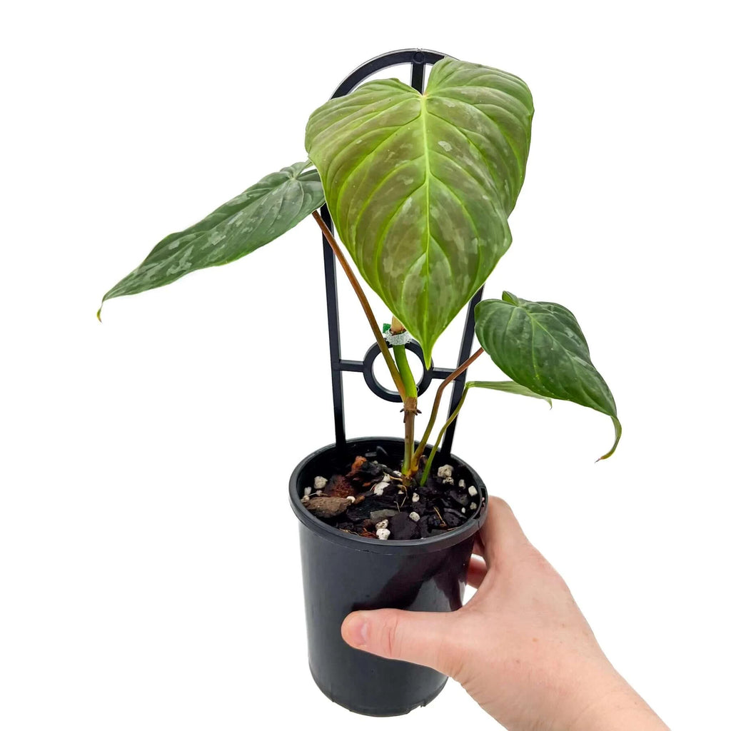 Philodendron Majestic | Indoor Plant | Chalet Boutique - Australia