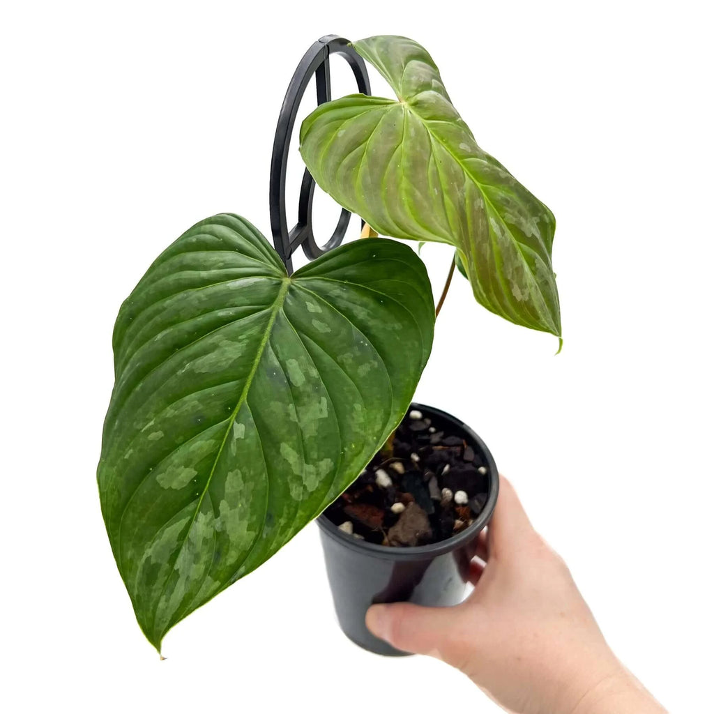 Philodendron Majestic | Indoor Plant | Chalet Boutique - Australia