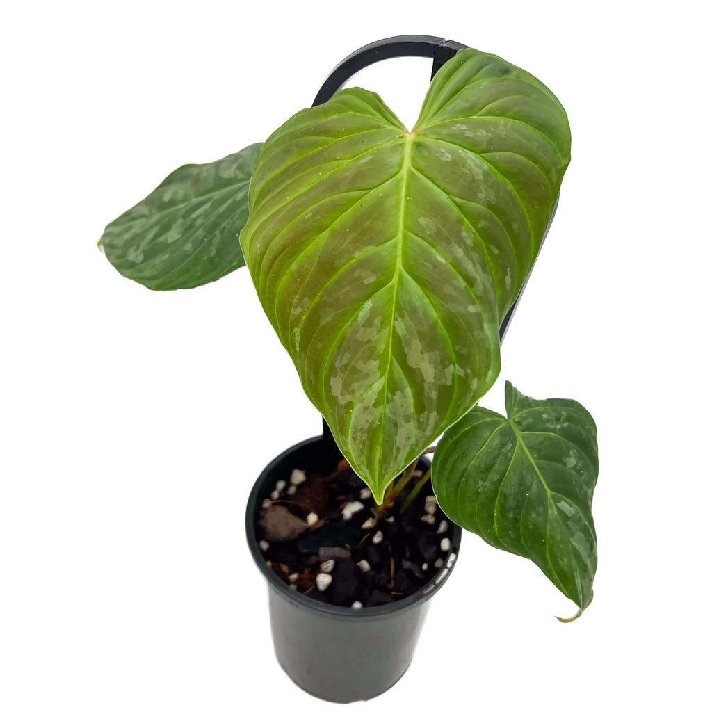 Philodendron Majestic | Indoor Plant | Chalet Boutique - Australia