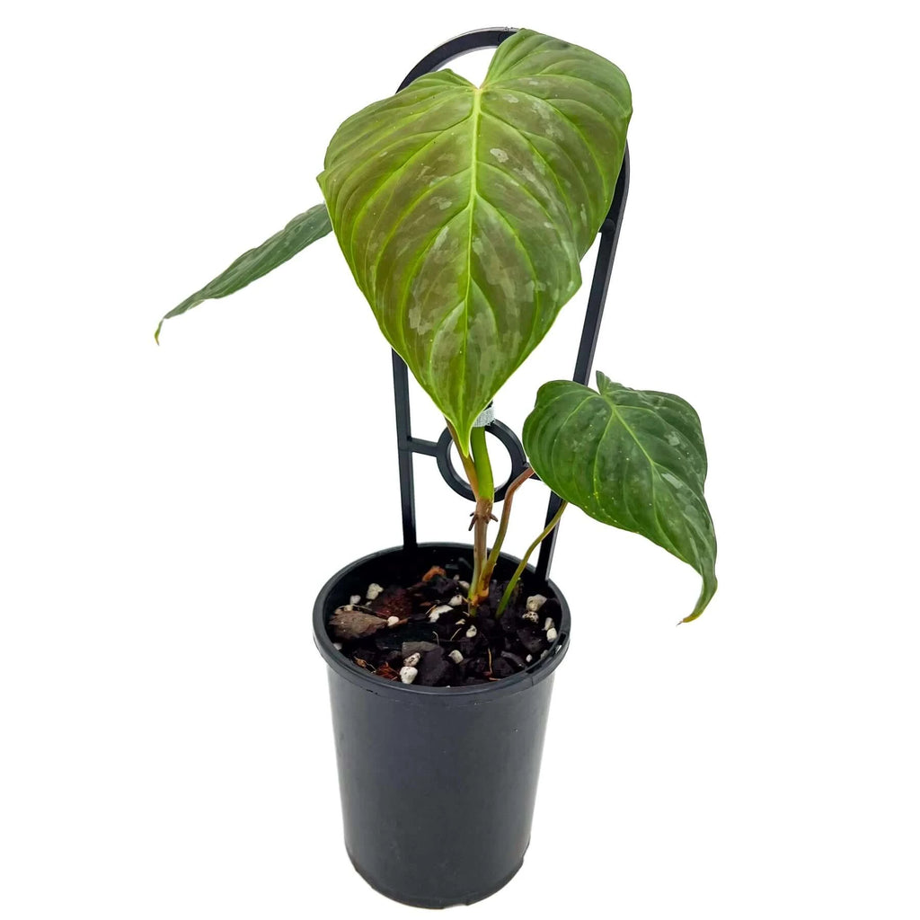 Philodendron Majestic | Indoor Plant | Chalet Boutique - Australia