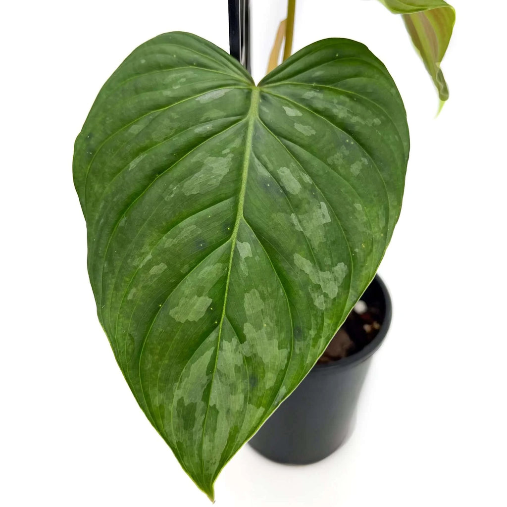 Philodendron Majestic | Indoor Plant | Chalet Boutique - Australia