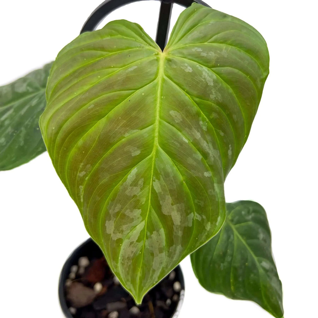 Philodendron Majestic | Indoor Plant | Chalet Boutique - Australia