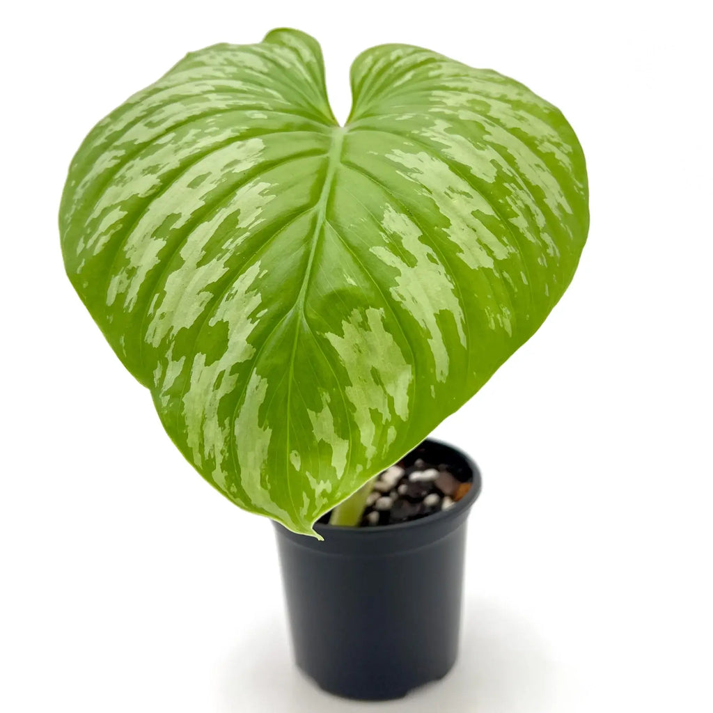 Philodendron mamei ‘Silver Cloud’ with satin green leaves and silver variegation in black pot, ideal for indoor plants.