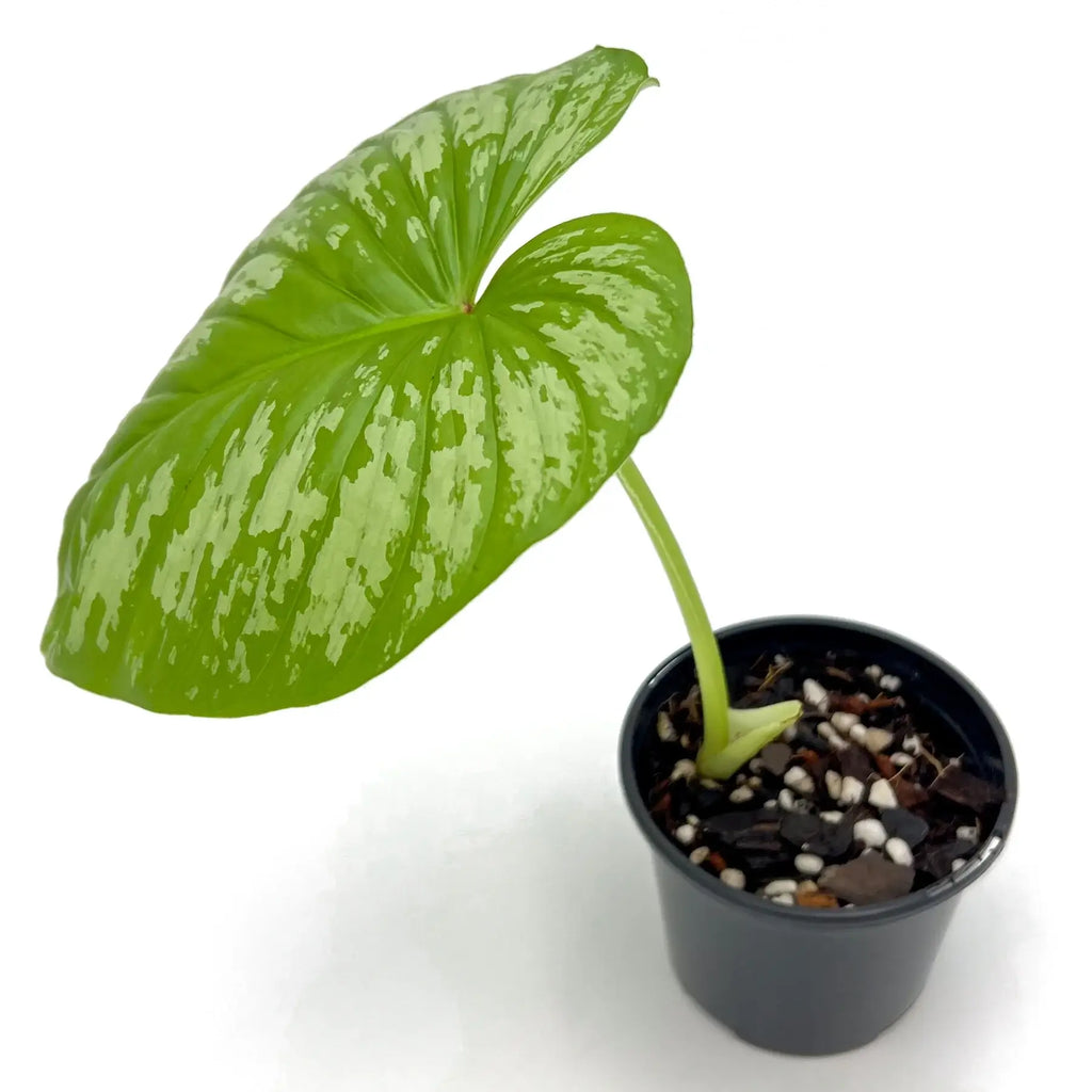 Philodendron mamei ‘Silver Cloud’ with pleated green leaves and silver variegation in a black pot, ideal for indoor plants.