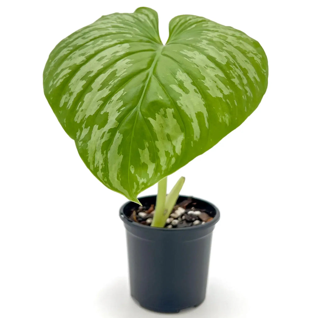 Philodendron mamei ‘Silver Cloud’ with pleated leaves and silver markings in a black pot, a rare indoor plant for Australian homes.