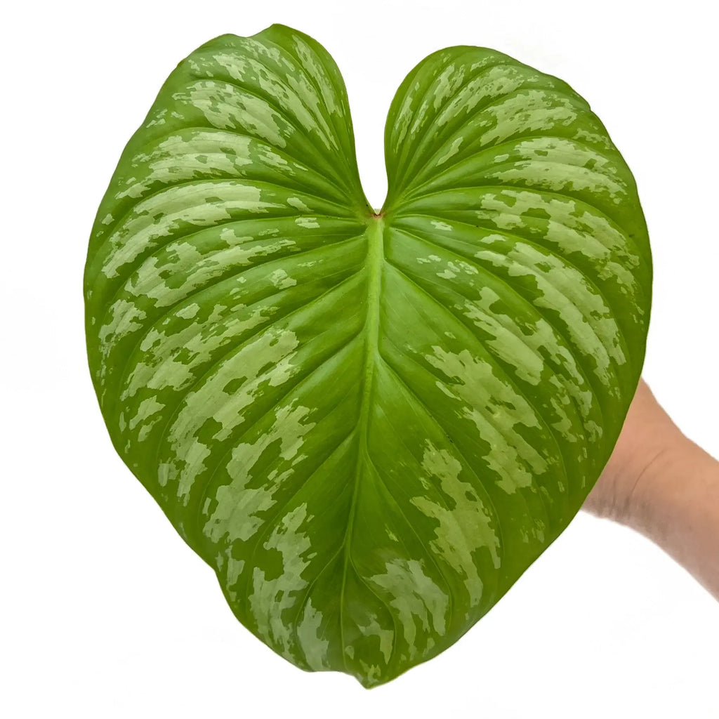 Philodendron mamei ‘Silver Cloud’ leaf showing variegation; a rare indoor plant for Australian collectors.