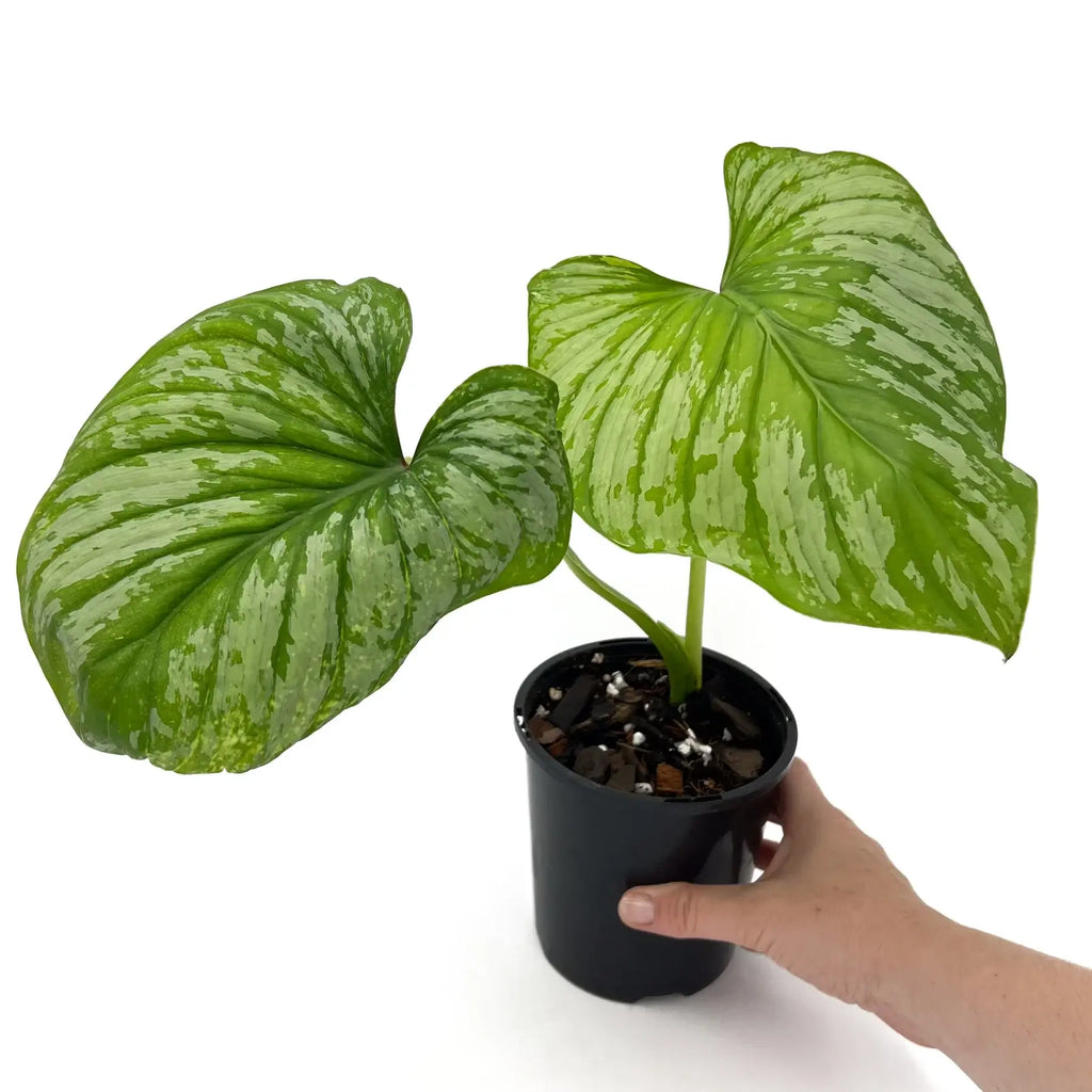 Philodendron mamei ‘Silver Cloud’ rare indoor plant with satin green leaves and silver variegation in a black pot.