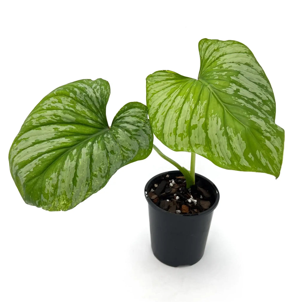 Philodendron mamei ‘Silver Cloud’ with pleated green leaves and silver markings in a pot, great for indoor plants.