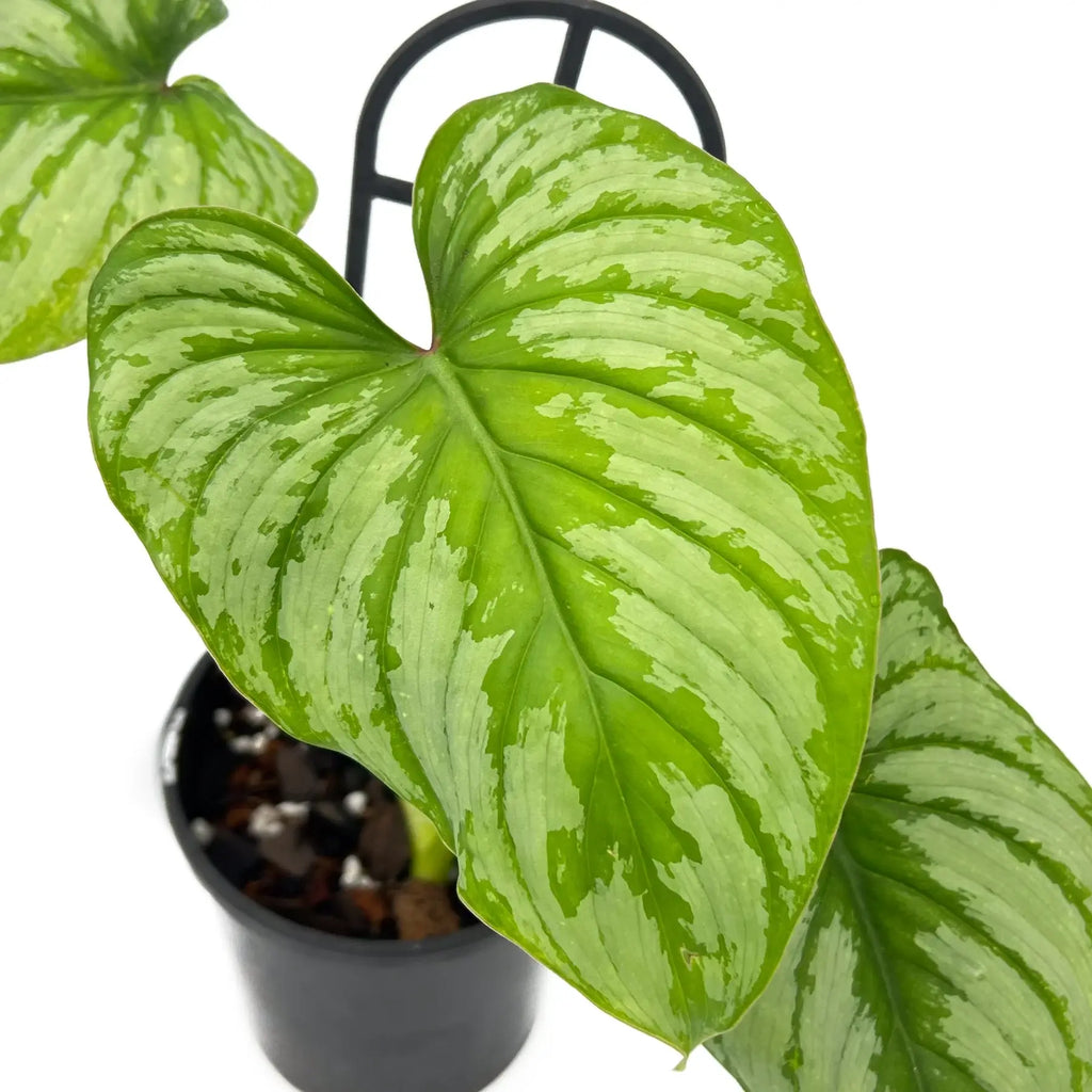 Philodendron mamei ‘Silver Cloud’ with variegated pleated leaves, a rare indoor plant for collectors in Australia.