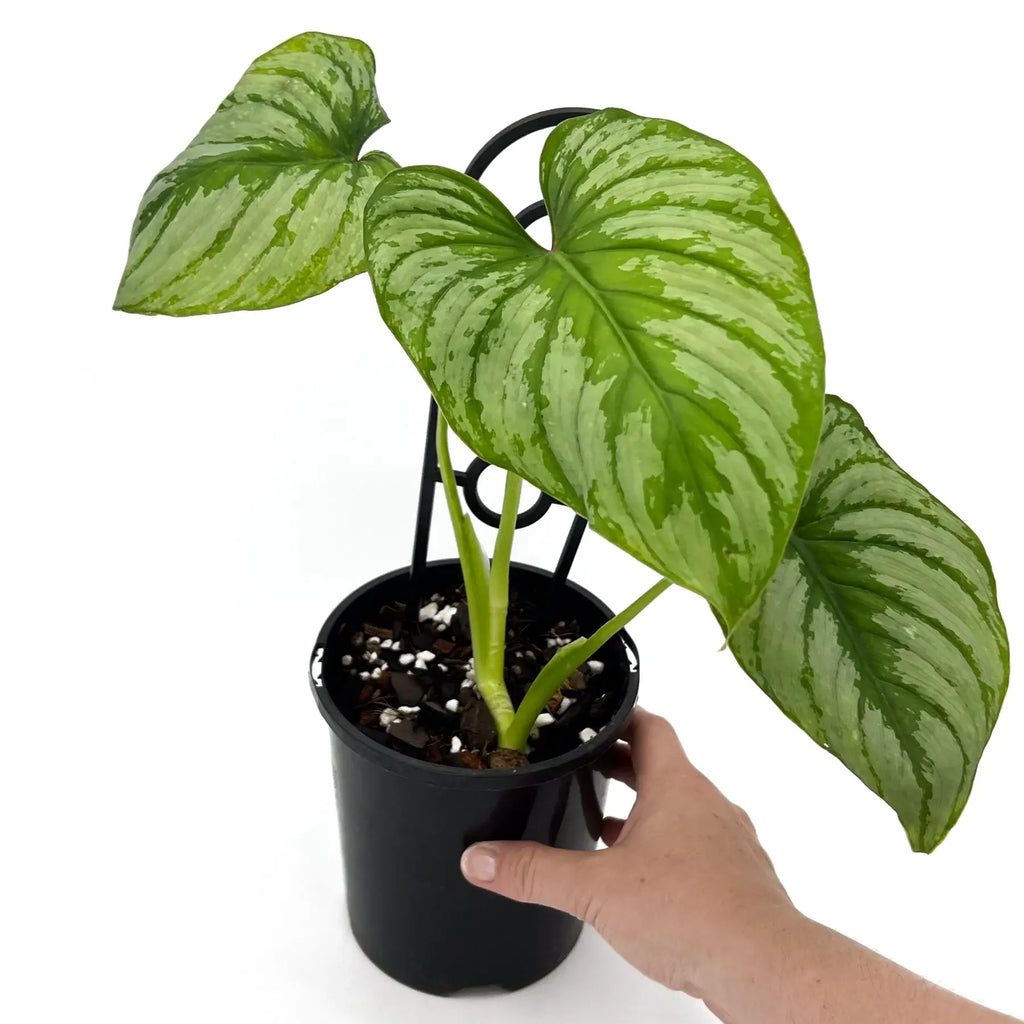 Philodendron mamei ‘Silver Cloud’ in a pot, featuring wide pleated leaves with silver variegation, ideal indoor plants.