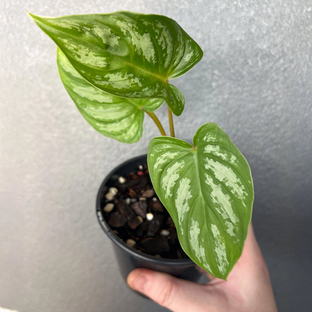 philodendron mamei andre Buy Philodendron Mamei