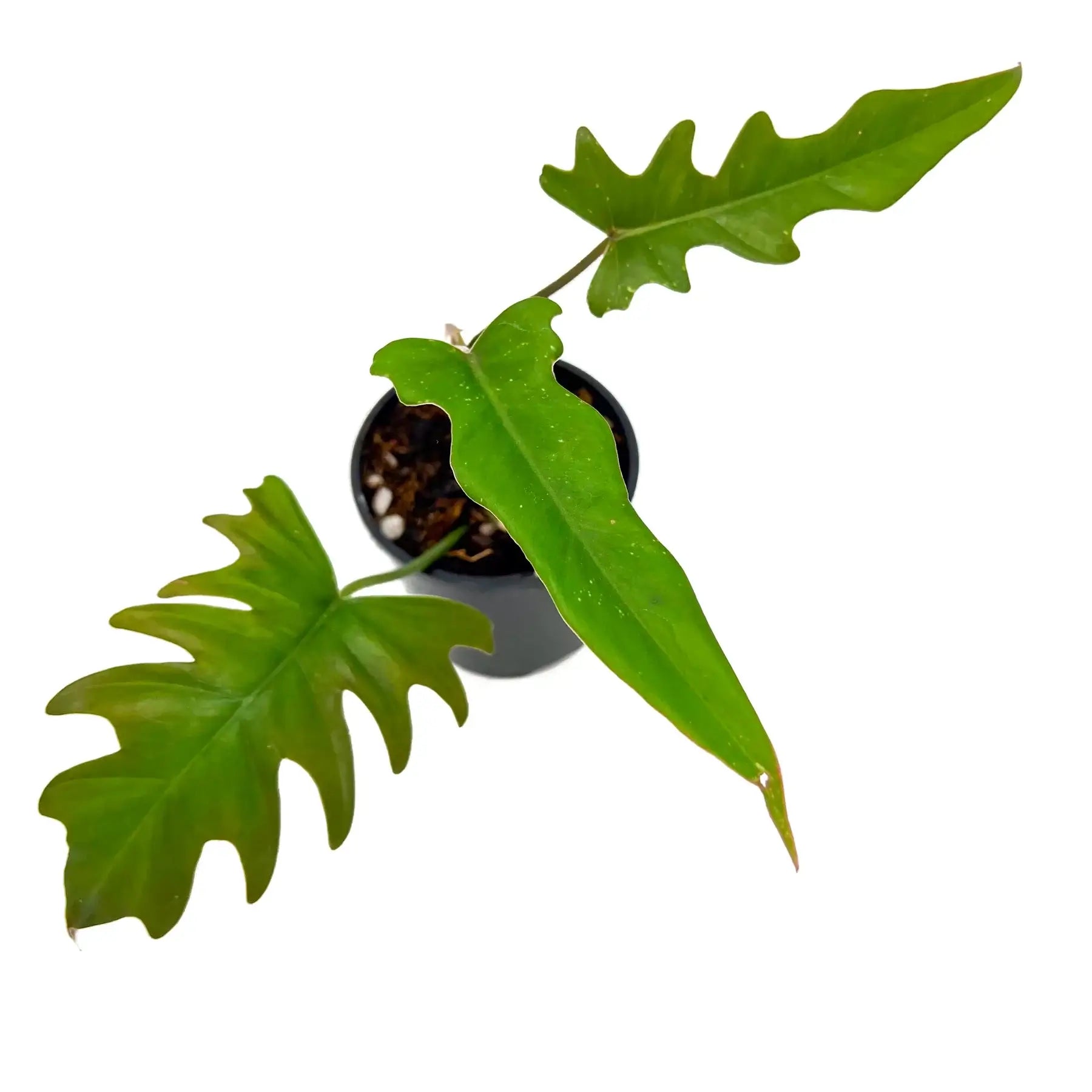 philodendron mayoi scientific name Philodendron Mayoi 'Tahiti'