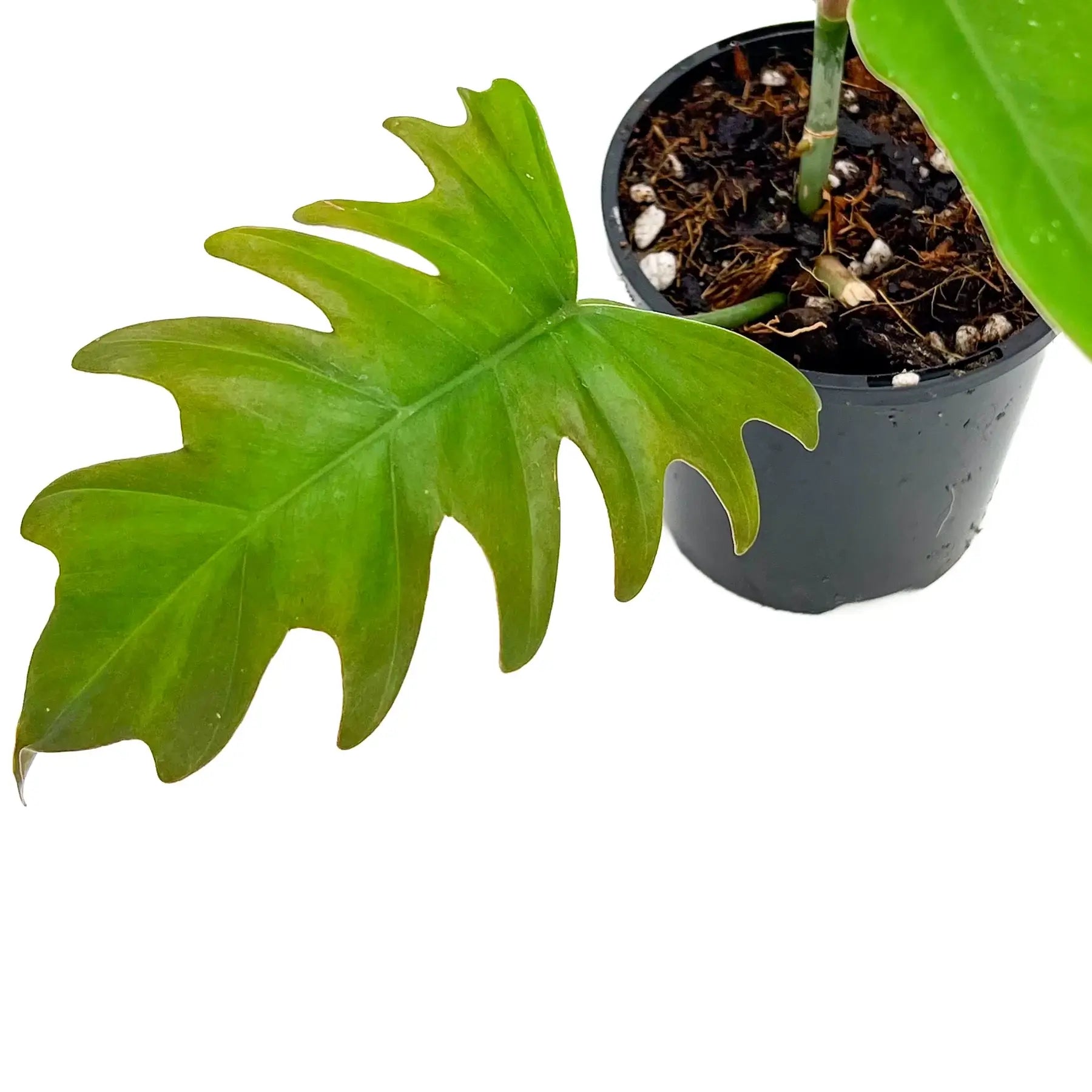philodendron mayoi vs tahiti Philodendron Mayoi 'Tahiti'