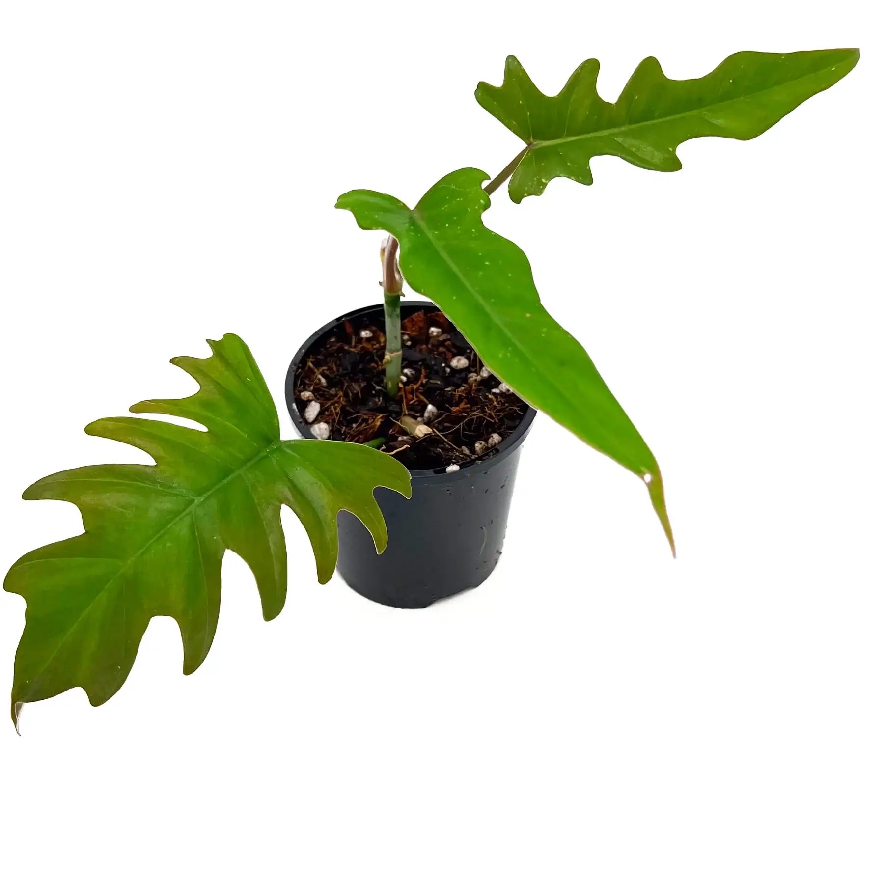 Philodendron Mayoi 'Tahiti'