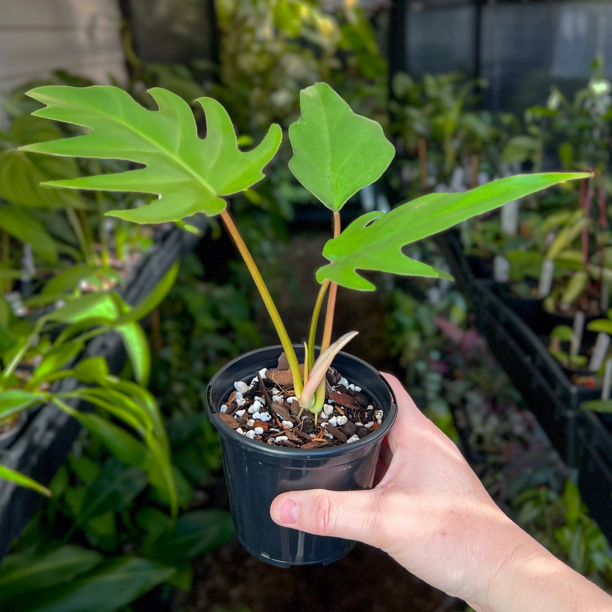 tanaman philodendron Buy Rare Philodendron Mayoi Indoor Plant Online