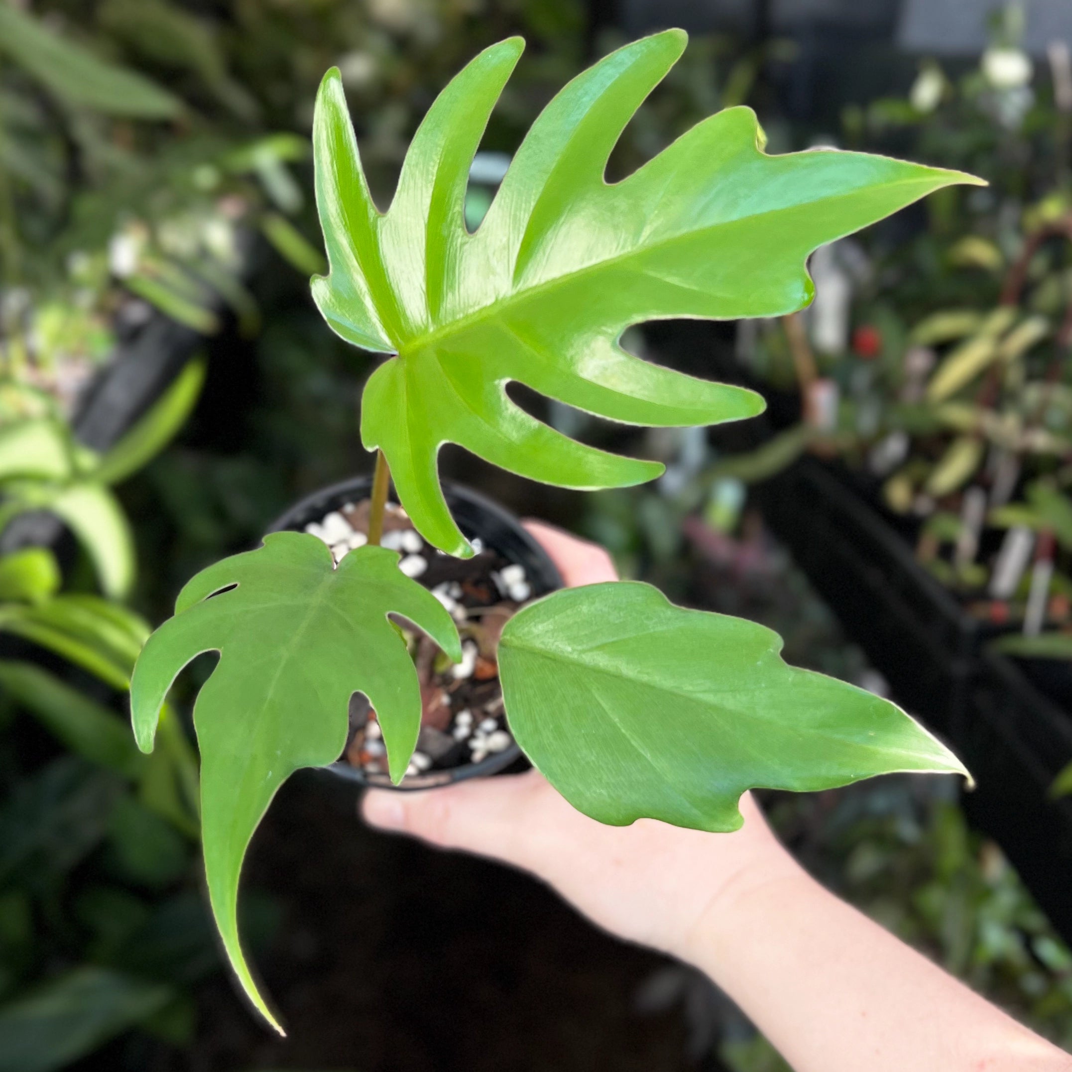 buy philodendrons online Buy Rare Philodendron Mayoi Indoor Plant Online