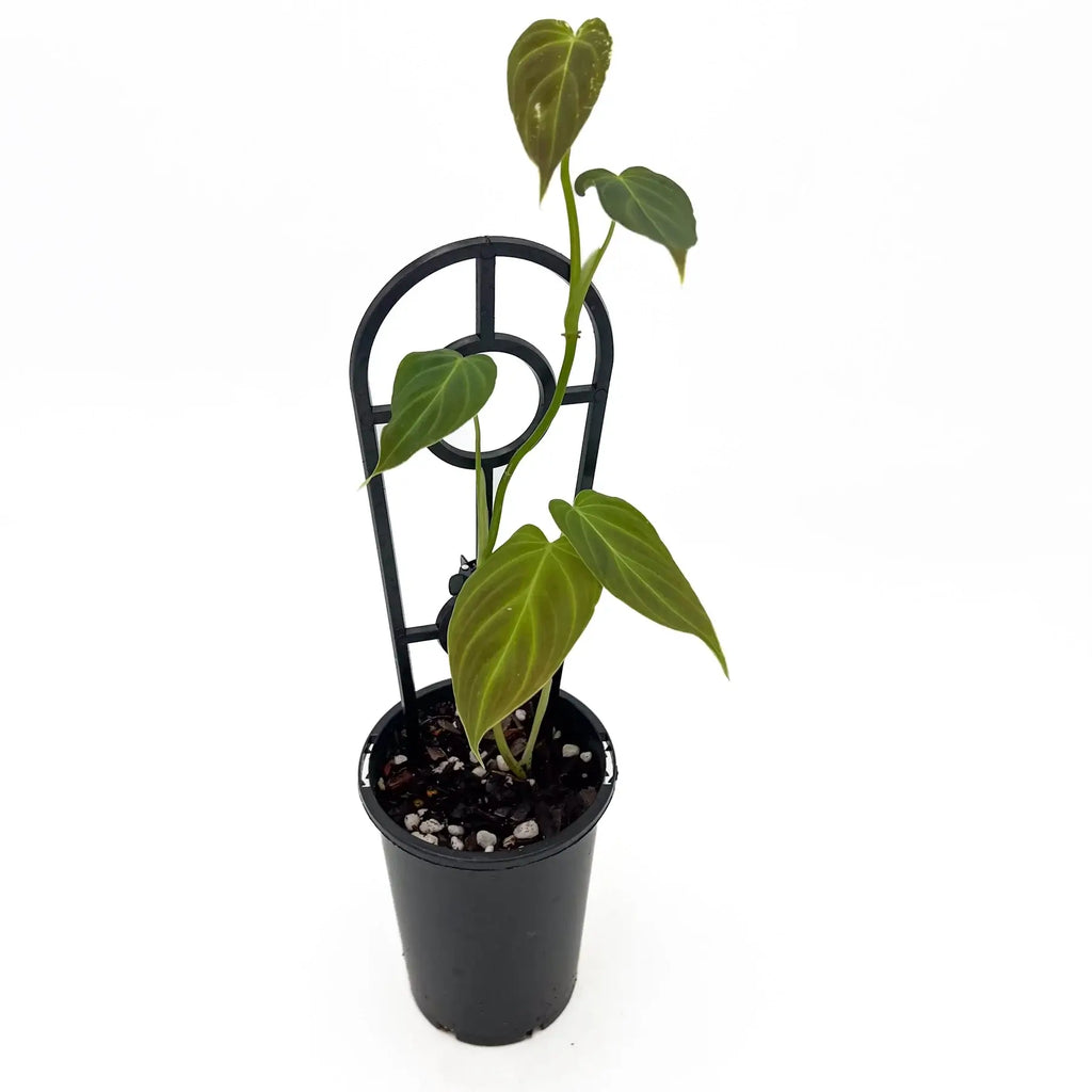 Philodendron melanochrysum S-M | Indoor Plant | Chalet Boutique - Australia