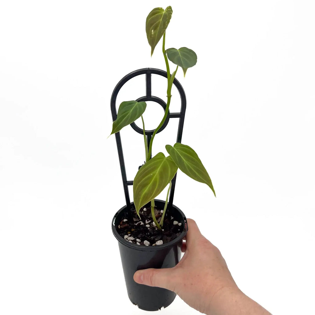 Philodendron melanochrysum S-M | Indoor Plant | Chalet Boutique - Australia