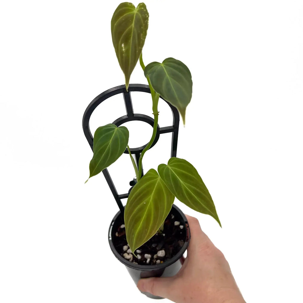 Philodendron melanochrysum S-M | Indoor Plant | Chalet Boutique - Australia