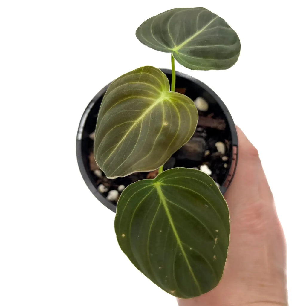 Philodendron melanochrysum S-M | Indoor Plant | Chalet Boutique - Australia