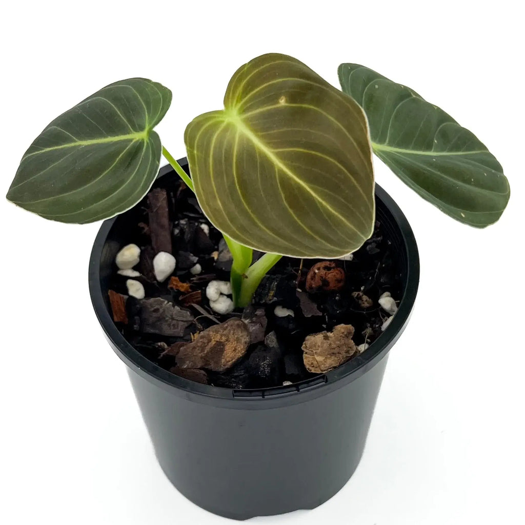 Philodendron melanochrysum S-M | Indoor Plant | Chalet Boutique - Australia