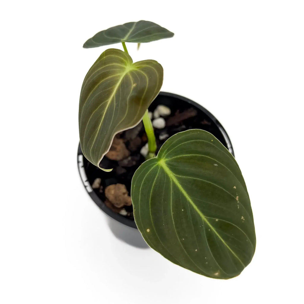 Philodendron melanochrysum S-M | Indoor Plant | Chalet Boutique - Australia