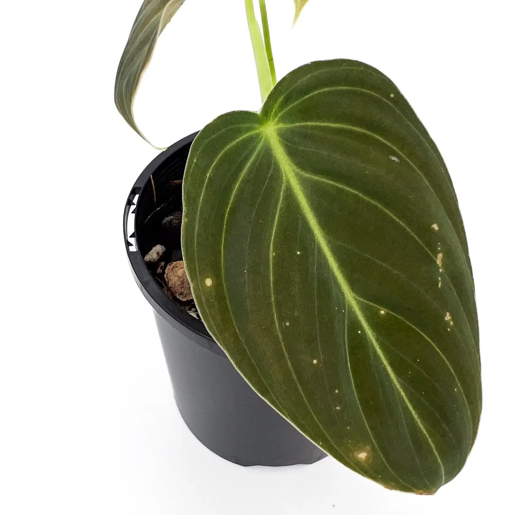 Philodendron melanochrysum S-M | Indoor Plant | Chalet Boutique - Australia