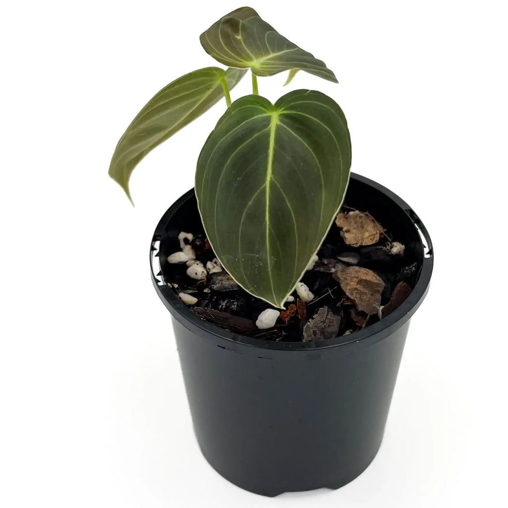 Philodendron melanochrysum S-M | Indoor Plant | Chalet Boutique - Australia