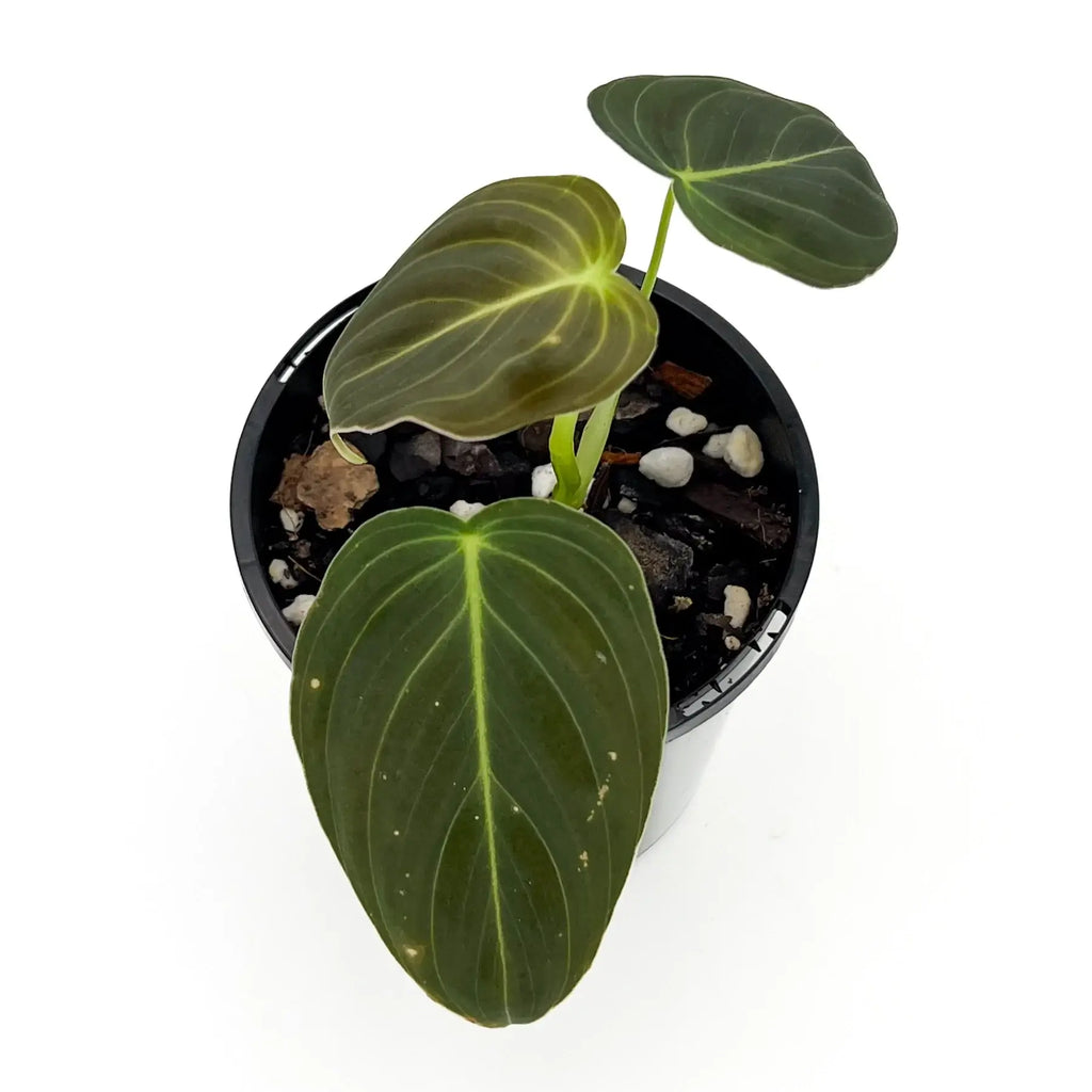 Philodendron melanochrysum S-M | Indoor Plant | Chalet Boutique - Australia