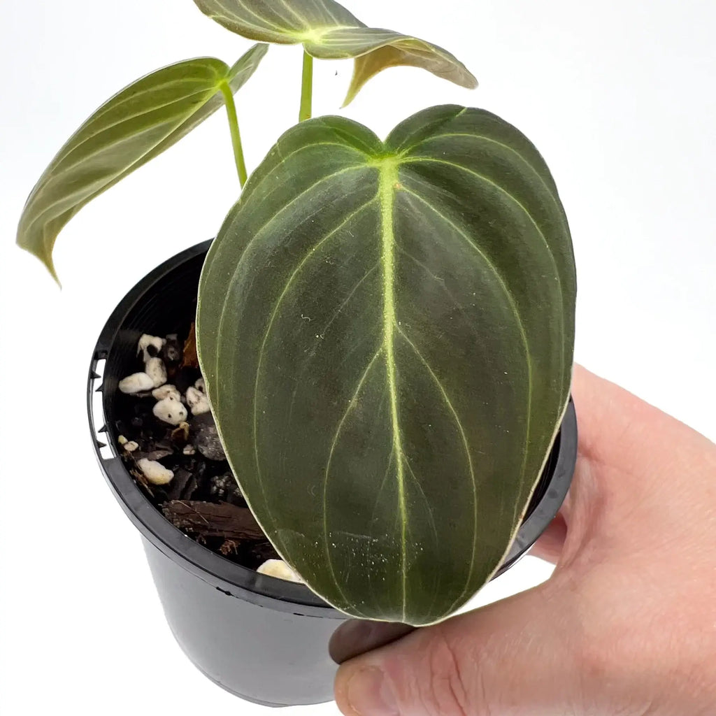 Philodendron melanochrysum S-M | Indoor Plant | Chalet Boutique - Australia