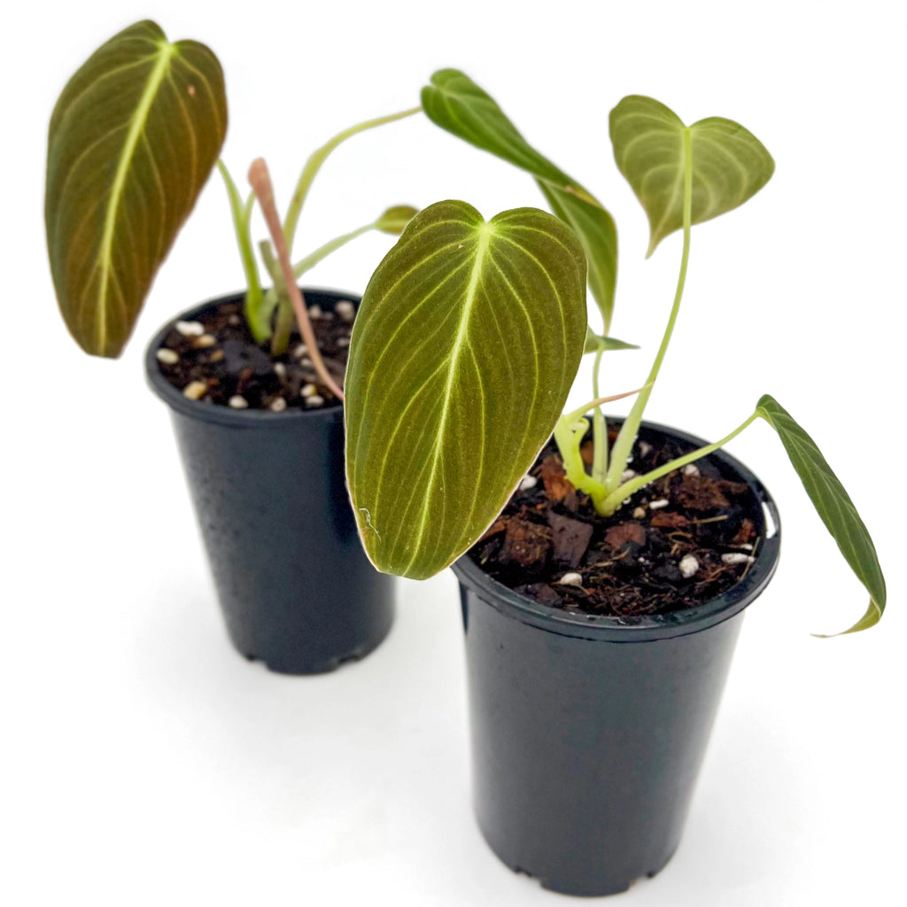 Two young Philodendron melanochrysum plants in black pots, showcasing their heart-shaped leaves. Chalet Boutique, Australia.