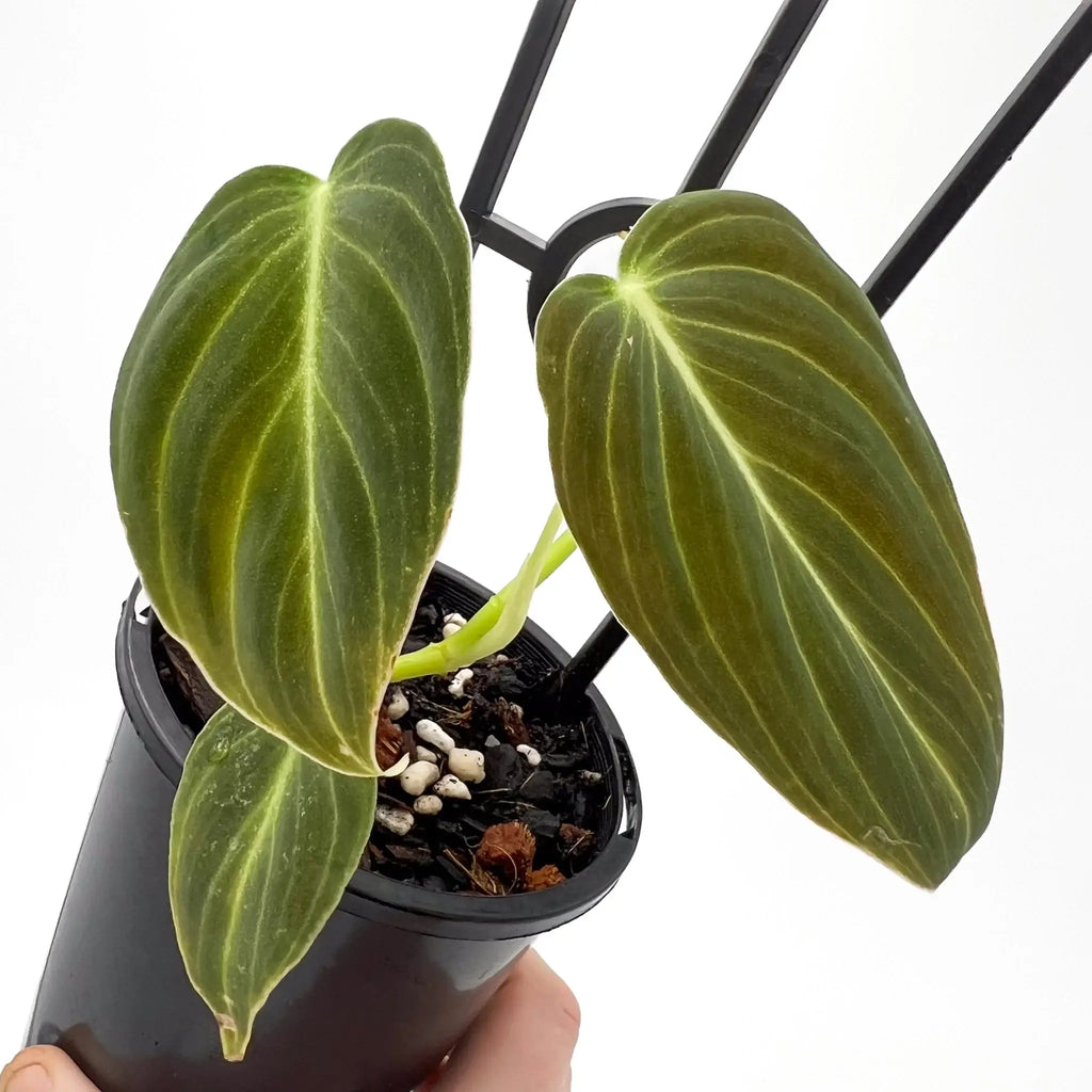Philodendron melanochrysum in a pot showcasing large heart-shaped leaves, ideal for indoor plant lovers. Chalet Boutique, Australia.