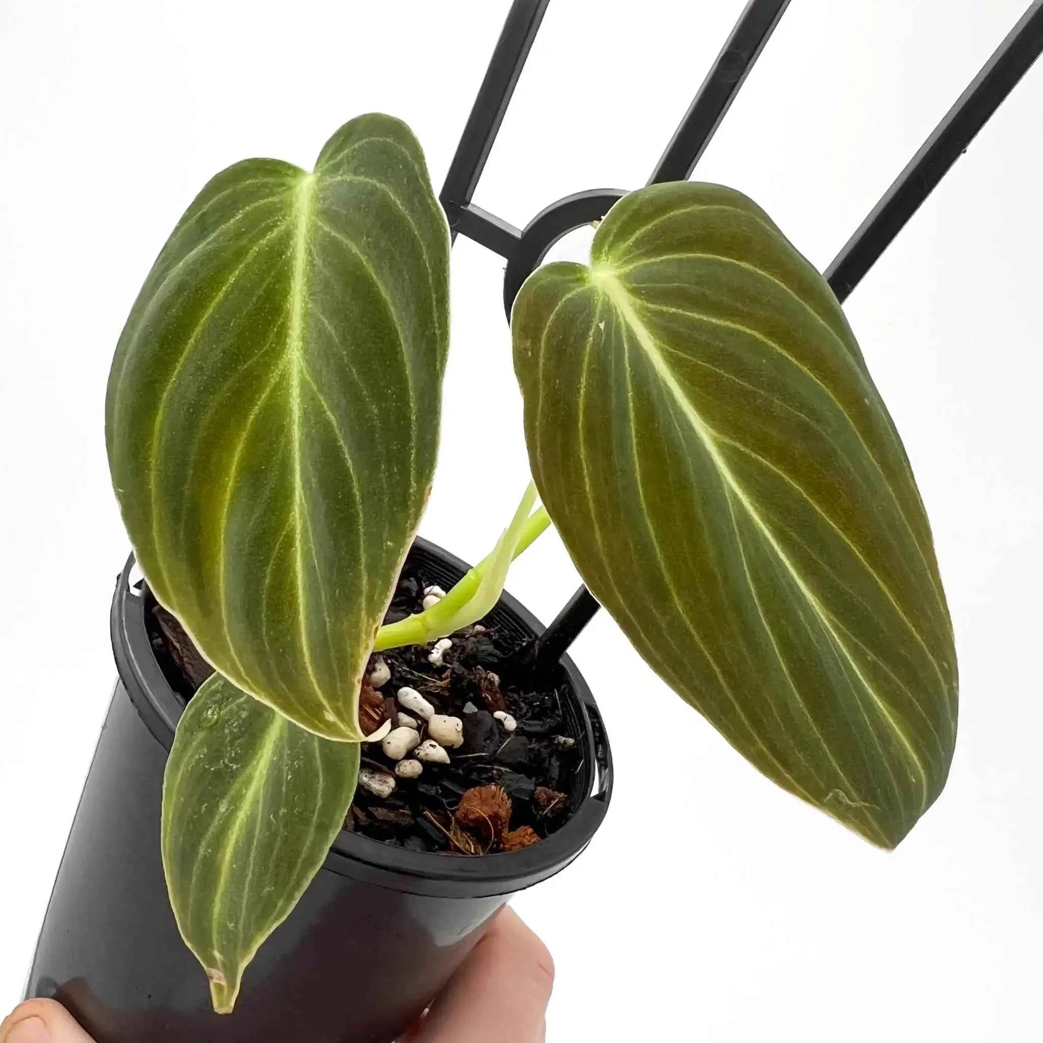 buy philodendron online australia Buy Philodendron melanochrysum