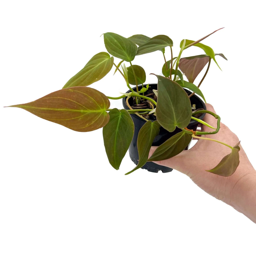 Philodendron Micans | Indoor Plant | Chalet Boutique - Australia