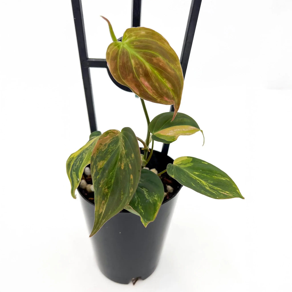 Philodendron hederaceum 'Micans' variegated with heart-shaped leaves, ideal for rare indoor plants collectors at Chalet Boutique, Australia.
