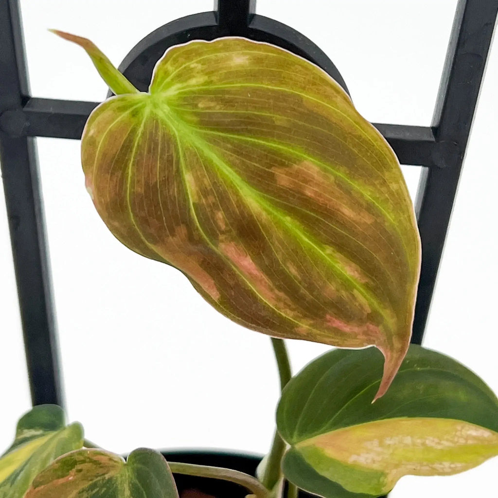 Close-up of variegated Philodendron hederaceum 'Micans' leaf showcasing unique patterns and textures. Chalet Boutique, Australia.