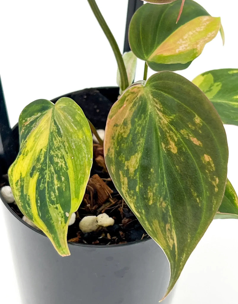 Close-up of Philodendron hederaceum 'Micans' variegated with lush green and cream leaves, perfect for indoor plant lovers. Chalet Boutique, Australia.