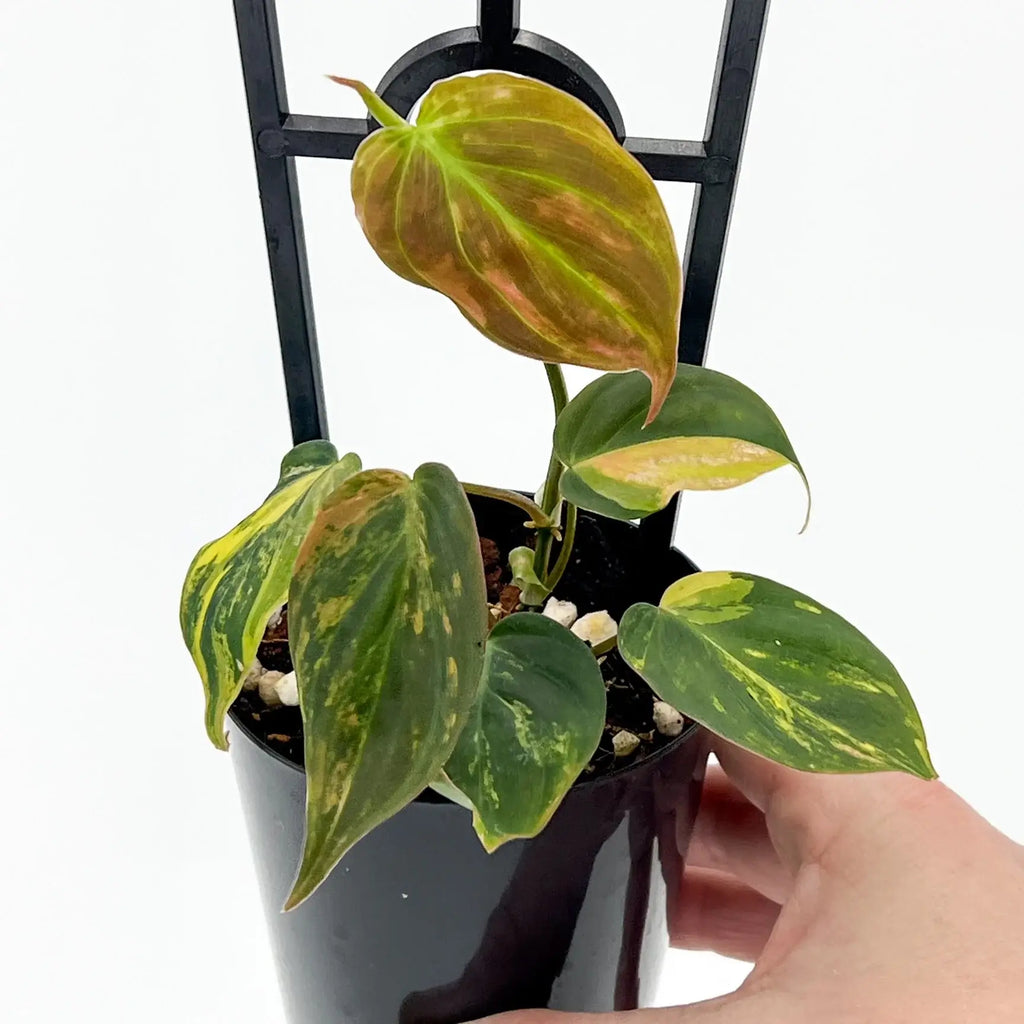 Philodendron hederaceum var. 'Micans' variegated indoors in a black pot, showcasing its vibrant foliage. Chalet Boutique, Australia.