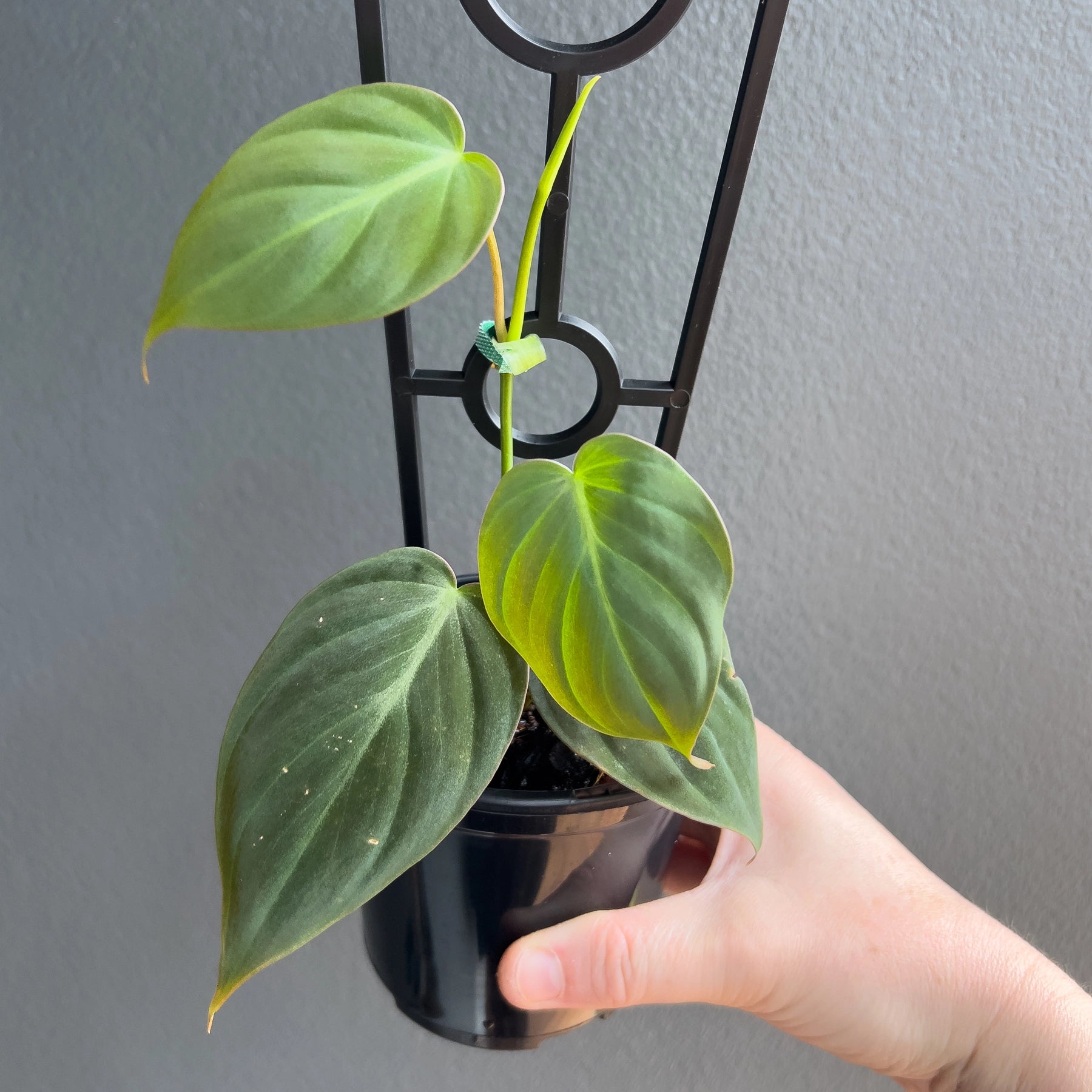 are philodendron micans rare Buy Philodendron Micans