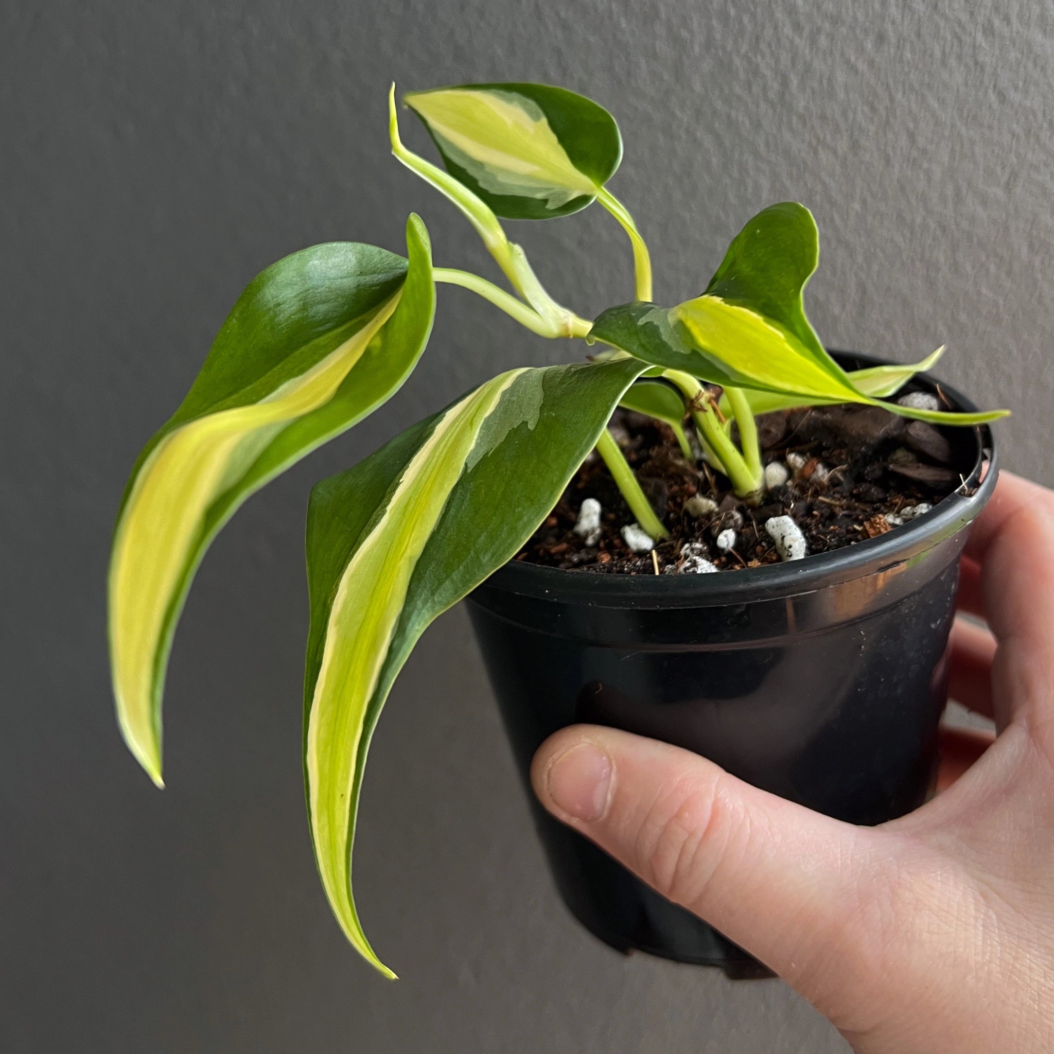 tortum philodendron 4